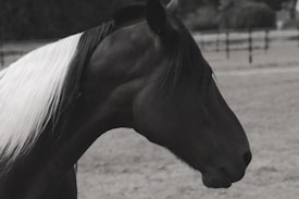 A close-up of a black horse with a long mane featuring a distinct white streak, standing in an outdoor setting. The background includes a blurred view of a fenced pasture.