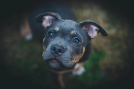 closeup photography of black American pit bull carrier puppy