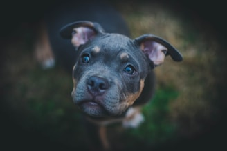 closeup photography of black American pit bull carrier puppy