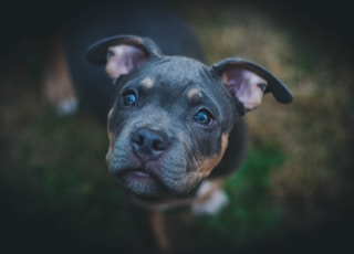 closeup photography of black American pit bull carrier puppy