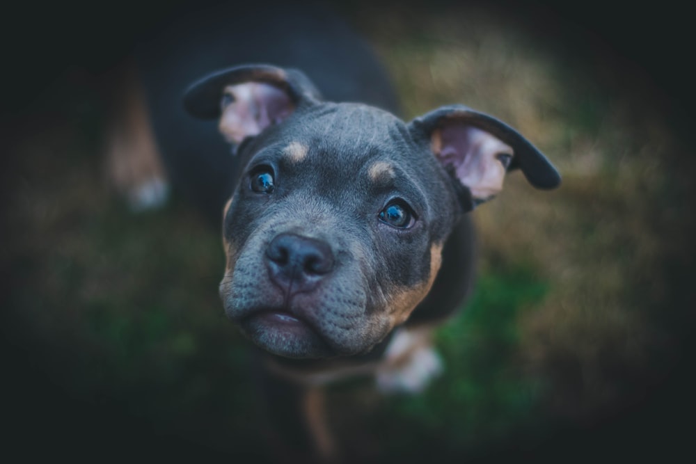 closeup photography of black American pit bull carrier puppy