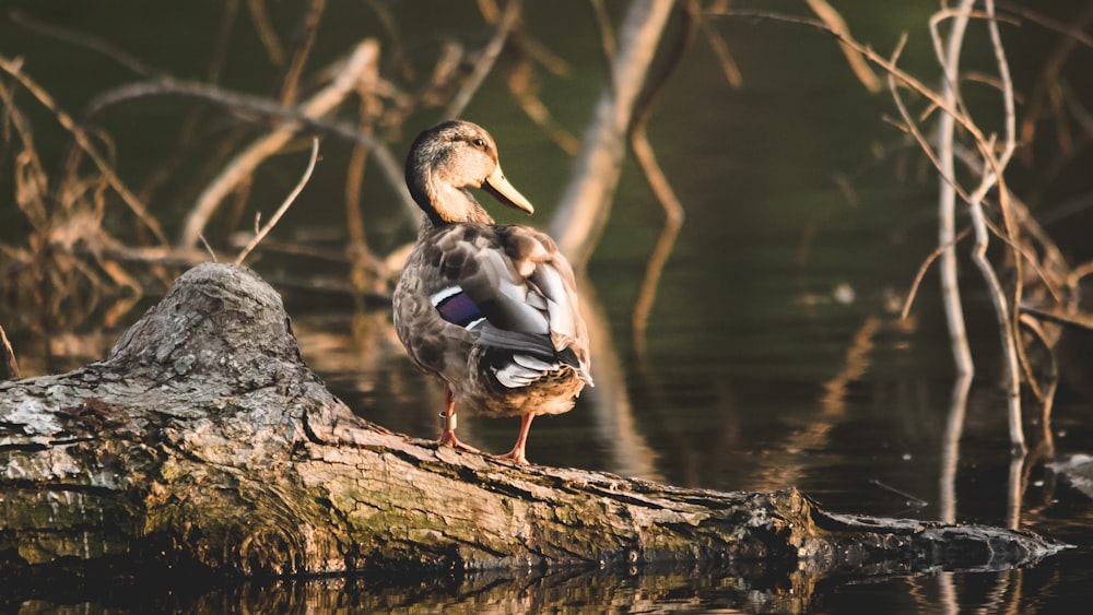 brown mallard duck near body of water