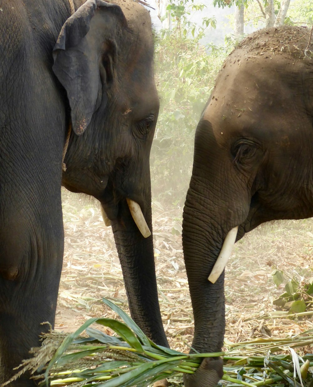 dois elefantes pretos e marrons frente a frente durante o dia