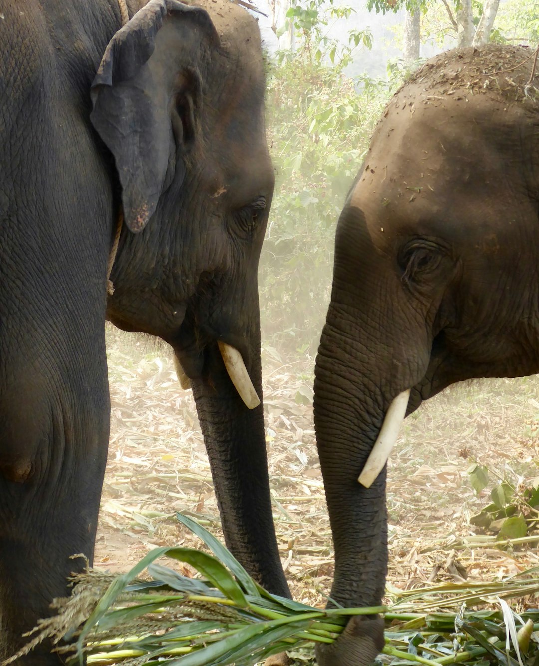 travelers stories about Wildlife in Chiang Mai, Thailand