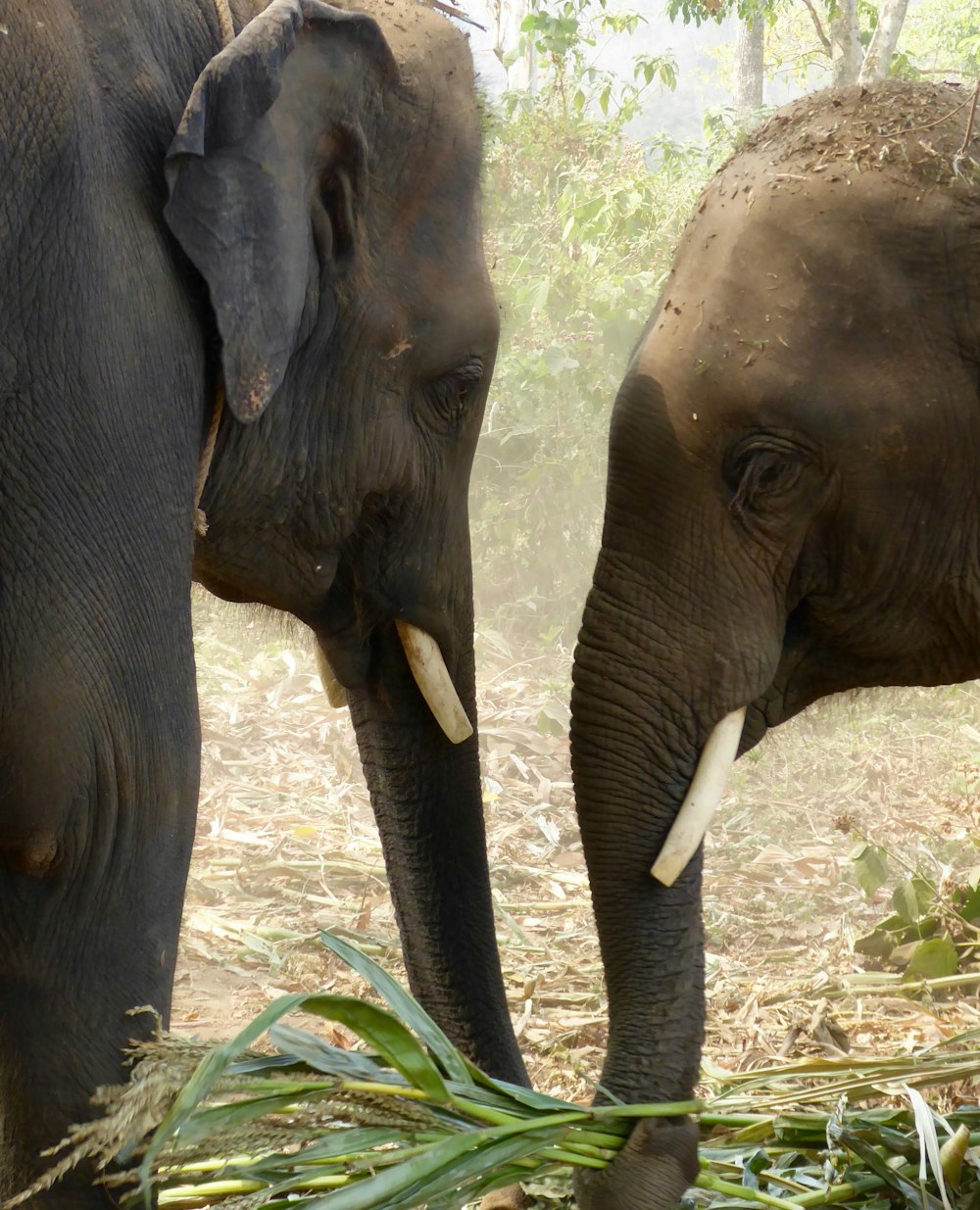 two black and brown elephants facing each other at daytime