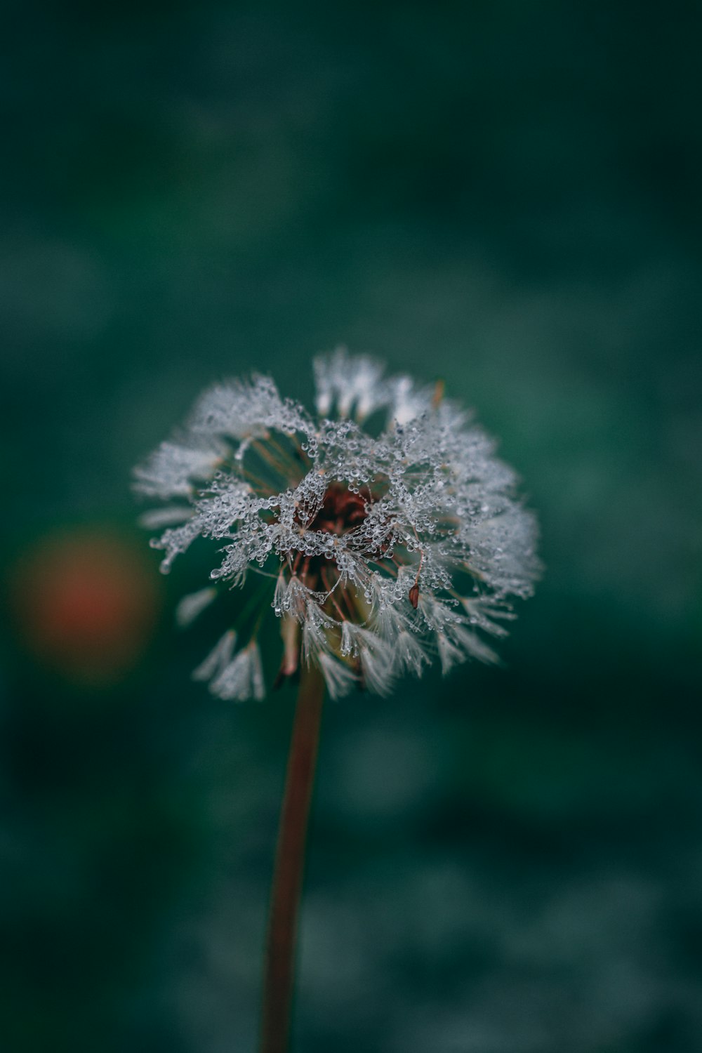 macro photo of dandelion