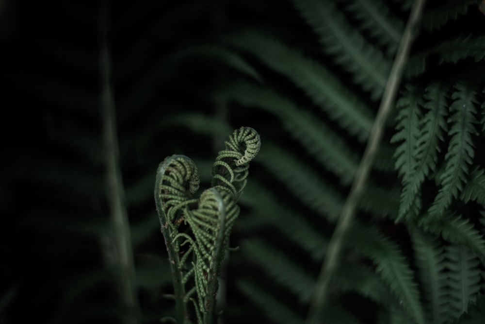 planta de hojas enrolladas