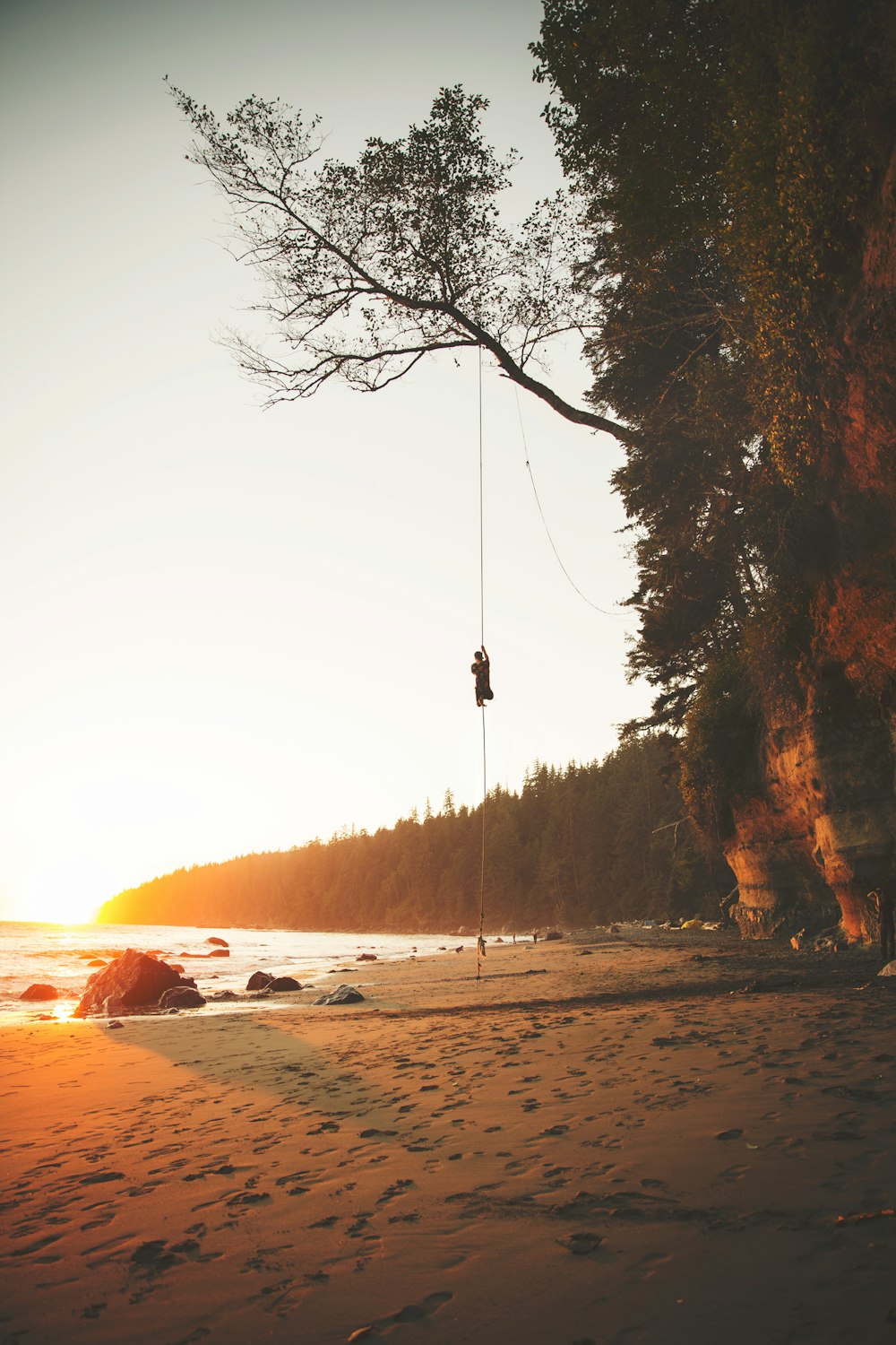 man climbing tree during golden hour