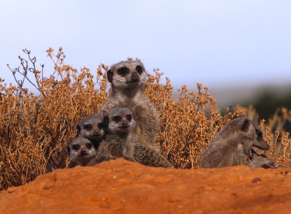 group of Meerkats
