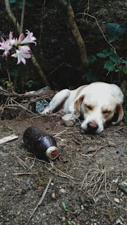 A dog is resting on a dirt ground with its eyes closed, surrounded by greenery, twigs, and a pink flowering plant. In front of the dog, an old brown bottle lies on the ground. The setting appears natural and slightly overgrown with some rocks and leaves scattered around.