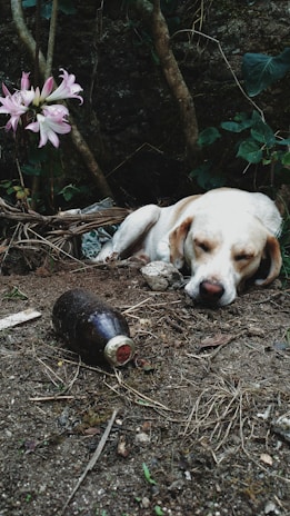 A dog is resting on a dirt ground with its eyes closed, surrounded by greenery, twigs, and a pink flowering plant. In front of the dog, an old brown bottle lies on the ground. The setting appears natural and slightly overgrown with some rocks and leaves scattered around.
