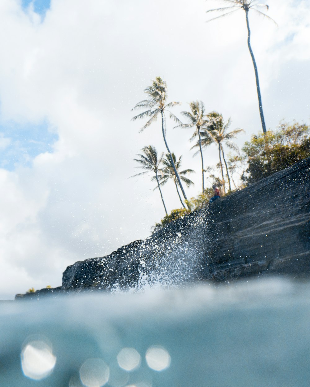 photo of coconut palm trees under white sky