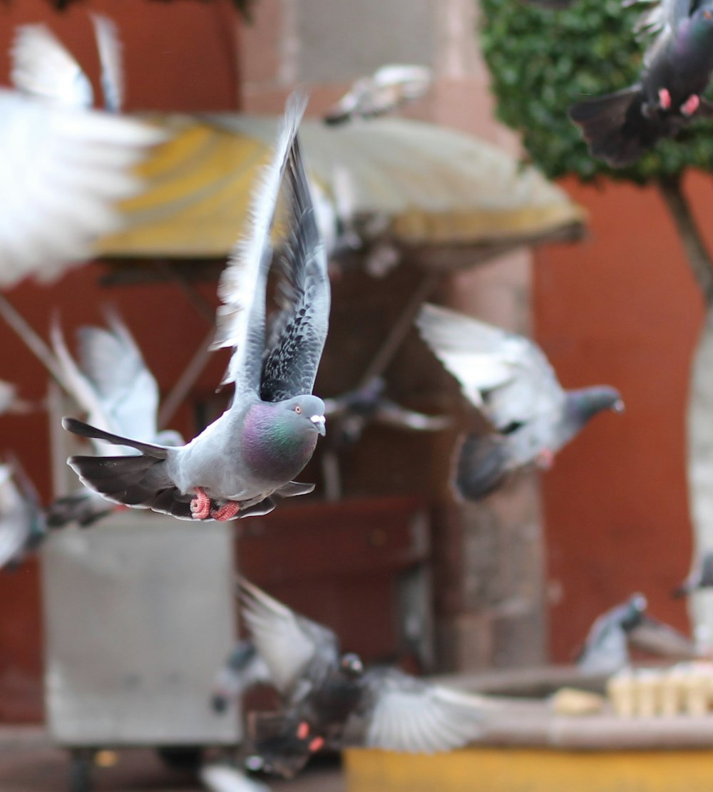 Pigeon volant gris en photographie bokeh