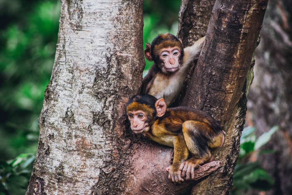 two brown monkeys in a tree