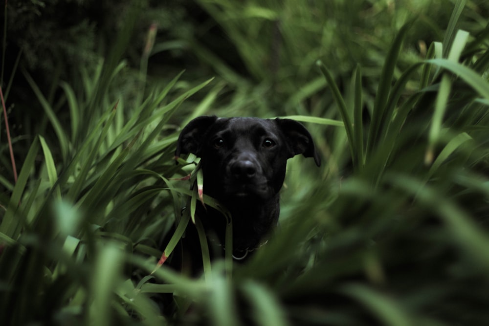 short-coated black dog in grass field in tilt shift photography