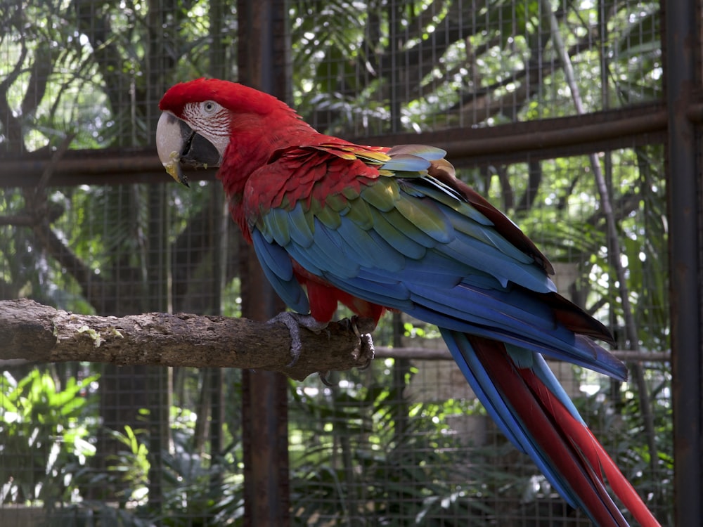 red and blue bird standing on brown wooden stick