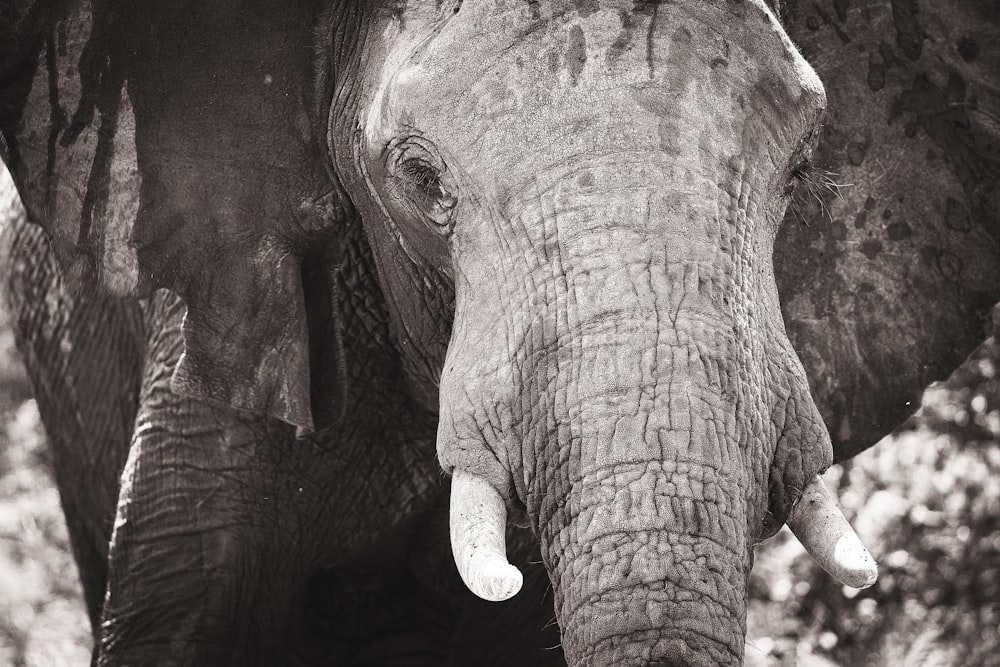 elefante gris