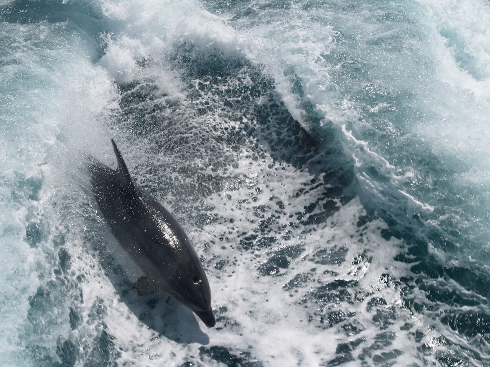 time lapse photography of dolphin