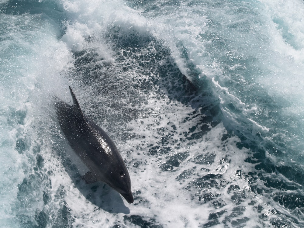 Fotografía de lapso de tiempo de delfín