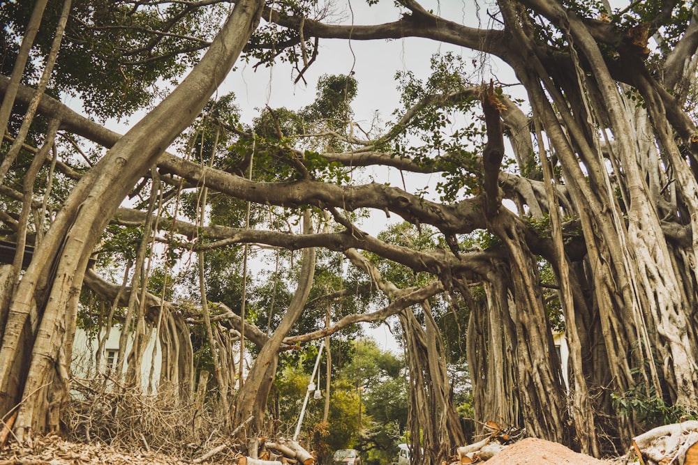 landscape photography of trees