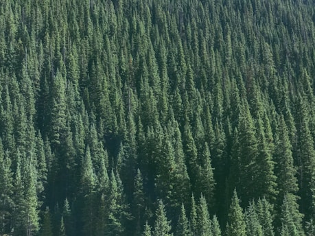 aerial photography of green tree