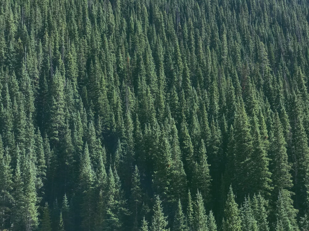 fotografia aerea di albero verde