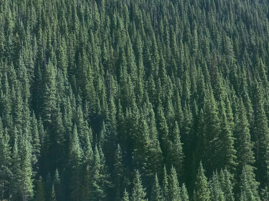 Forest photo spot Telluride Durango