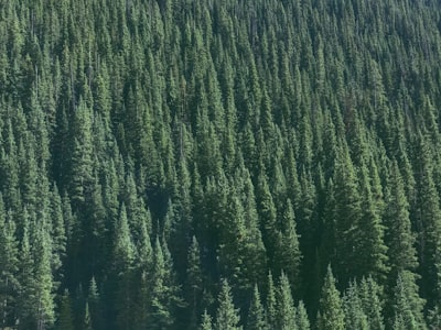 aerial photography of green tree pine tree google meet background