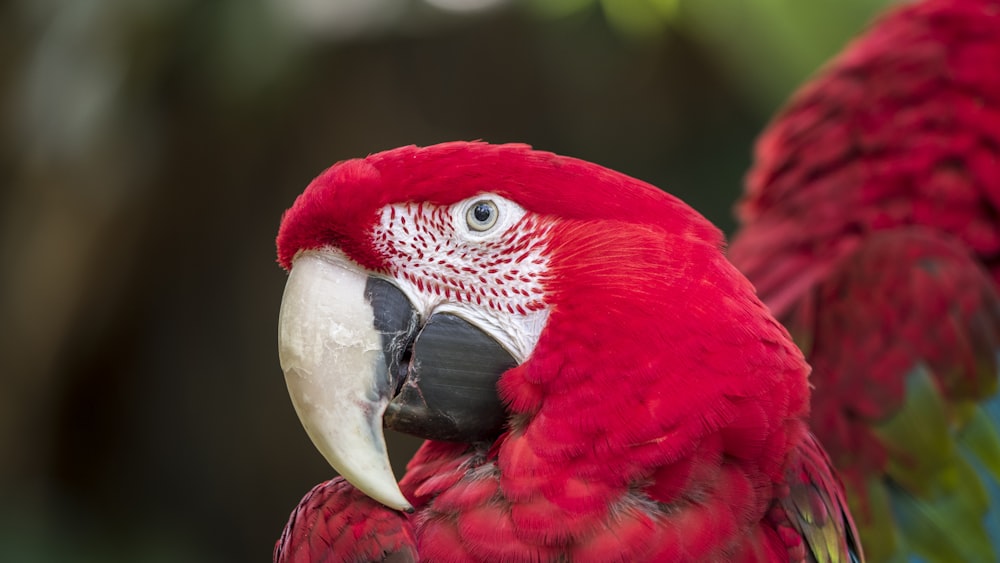 scarlet macaw