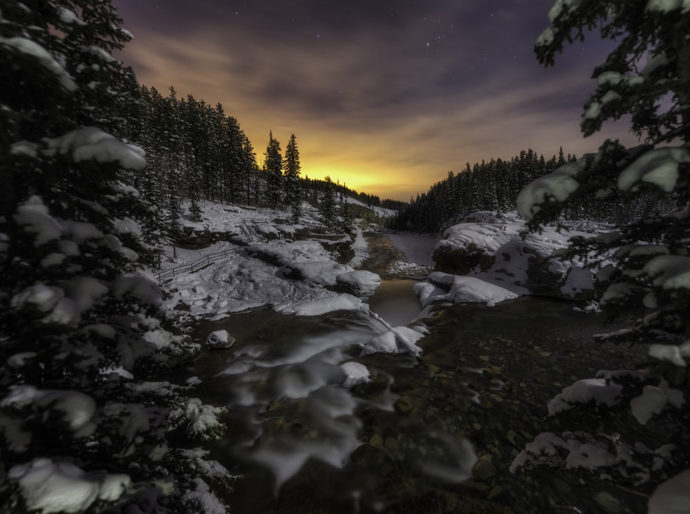 Photographie sélective de la couverture forestière avec de la neige