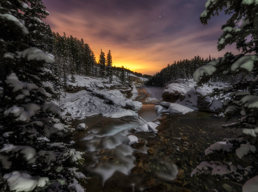 selective focus photography of tree cover with snow