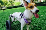 A small dog with a brown and white coat is using a wheelchair for mobility. It is standing on a lush green lawn, with trees and a fence in the background. The dog's tongue is out, suggesting it is happy and comfortable.