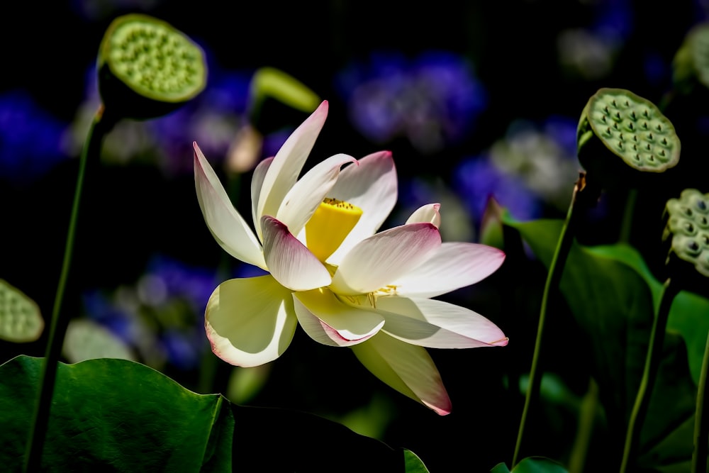 foto em close-up da flor branca de pétalas