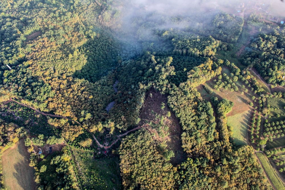 Aerial view of green trees
