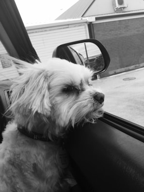 Rocky the Shih Tzu comfortably resting on the car armrest during a calm city tour.