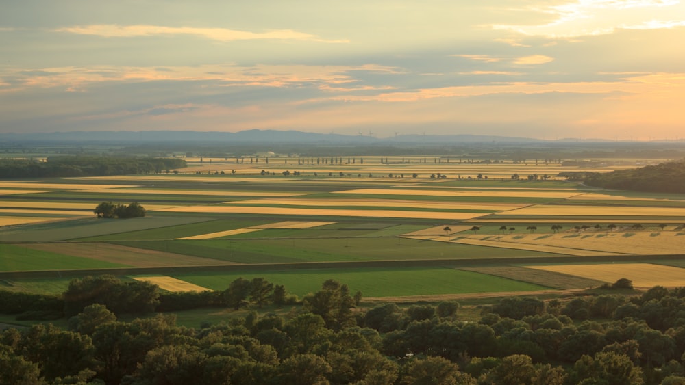 aerial photo of green trees at daytime