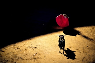 man holding red textile in front of black bull