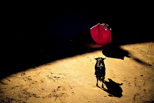 man holding red textile in front of black bull