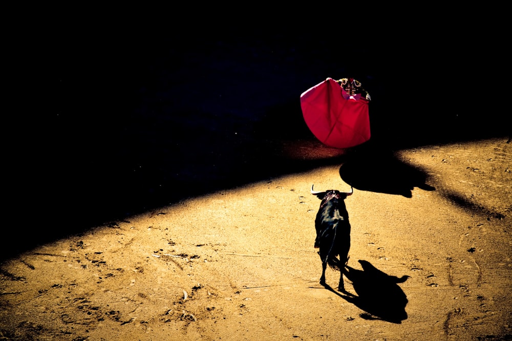 man holding red textile in front of black bull