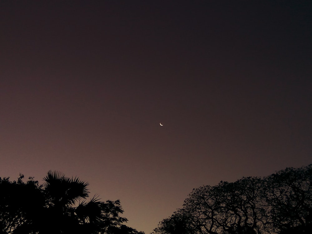 silhouette of trees under crescent moon