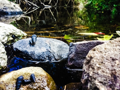 A serene pond scene with small crustaceans, possibly crayfish or aquatic bugs, crawling on wet rocks. The clear water reflects the surrounding greenery and tree branches. Some leaves float gently on the surface, adding a touch of color to the natural setting.
