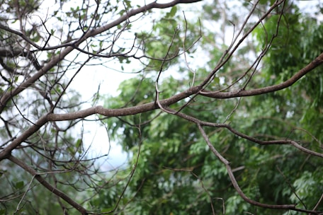 Elegant vintage caduceus symbol intertwined with a tree of life on a dark green background.