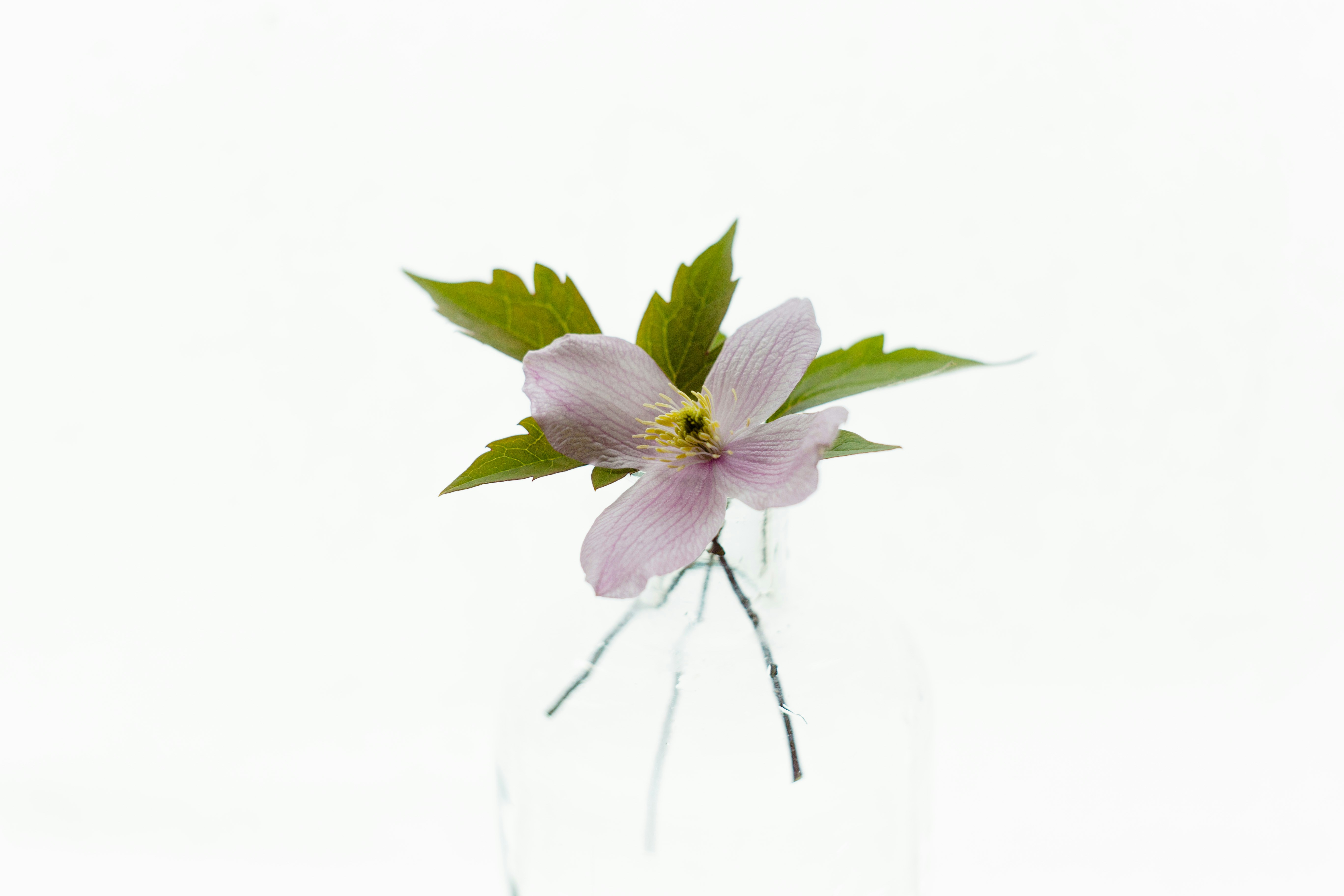 white background with pink flower