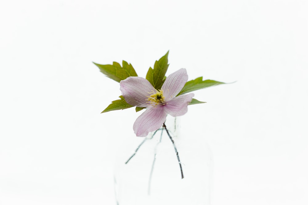 white background with pink flower