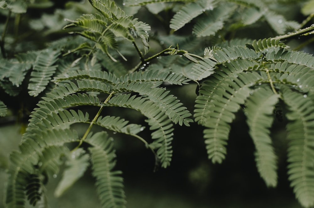 selective focus photography of green leaves on branch