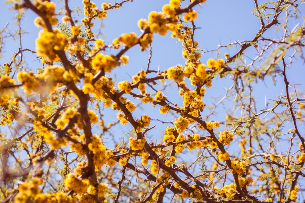 yellow flowers