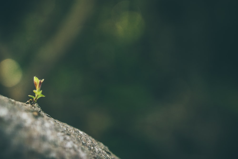 green plant growing on stone