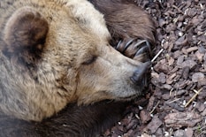 grizzly bear