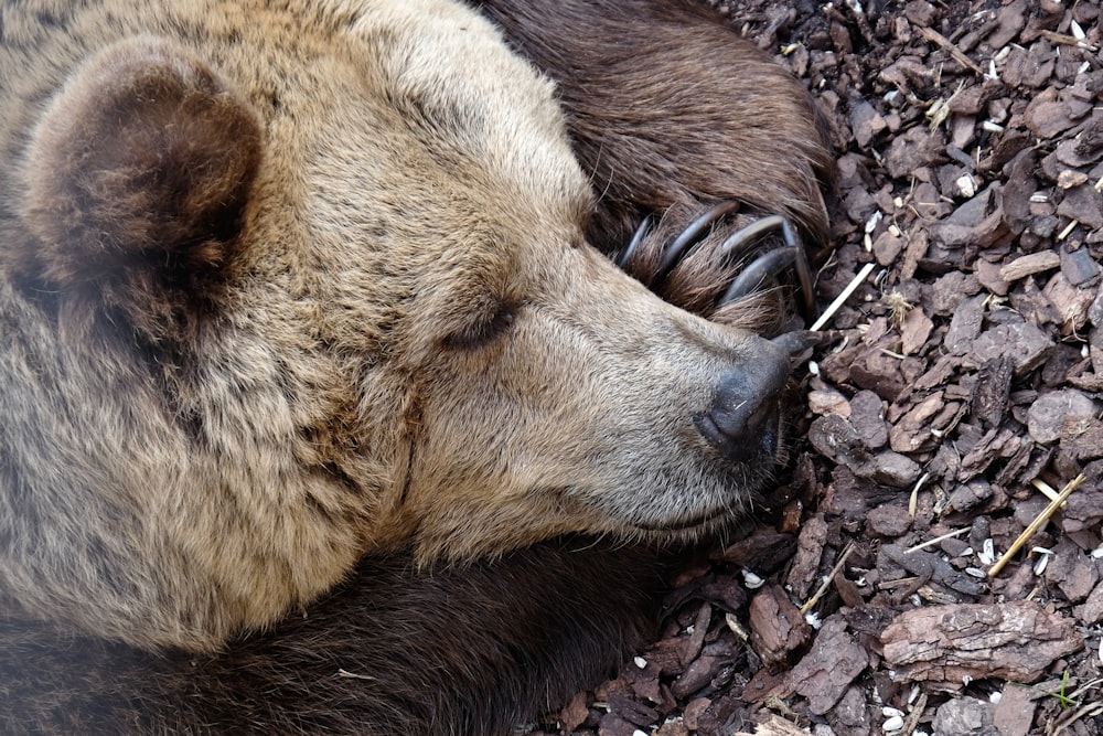 Grizzlybär