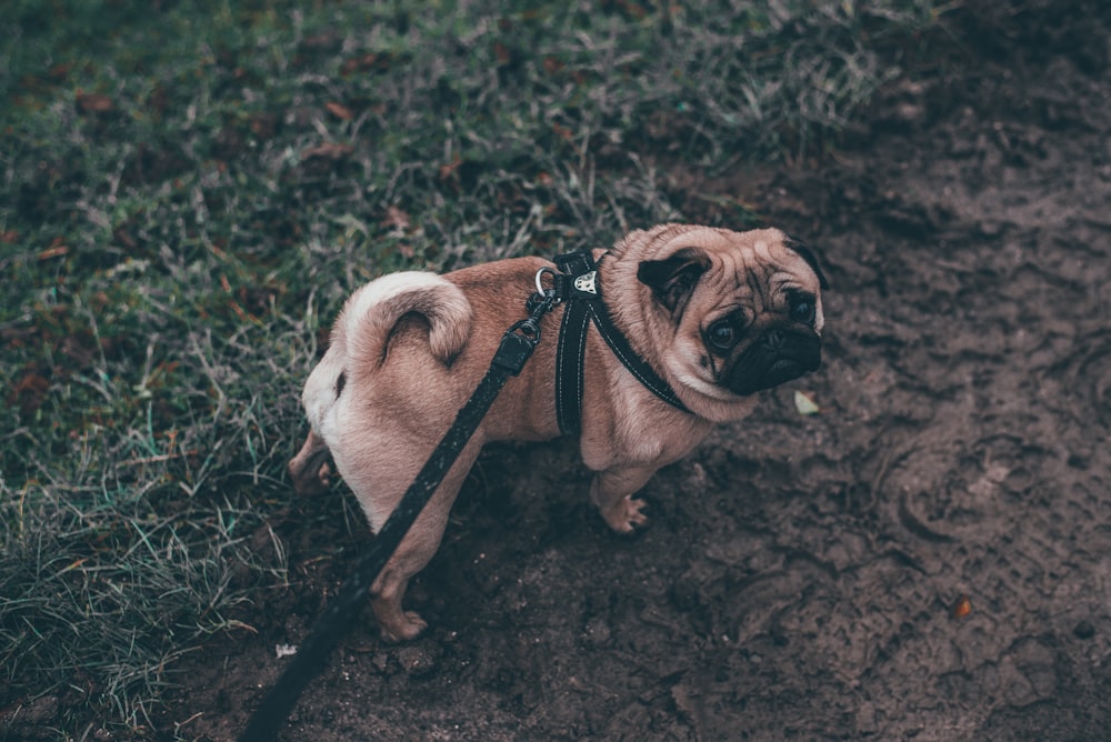 brown pug lying on green grass field